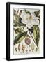 Magnolia, Figures of the Most Beautiful, Useful and Uncommon Plants, c.1757-Philip Miller-Framed Giclee Print