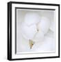 Magnolia Flower Abstract No 236-Shams Rasheed-Framed Giclee Print