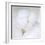 Magnolia Flower Abstract No 236-Shams Rasheed-Framed Giclee Print