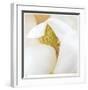 Magnolia Flower Abstract No 237-Shams Rasheed-Framed Giclee Print