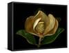 Magnolia Flower Cross Section, Studio Shot-null-Framed Stretched Canvas