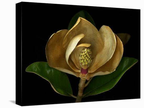 Magnolia Flower Cross Section, Studio Shot-null-Stretched Canvas