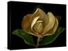 Magnolia Flower Cross Section, Studio Shot-null-Stretched Canvas