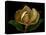 Magnolia Flower Cross Section, Studio Shot-null-Stretched Canvas