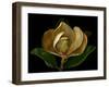 Magnolia Flower Cross Section, Studio Shot-null-Framed Photo