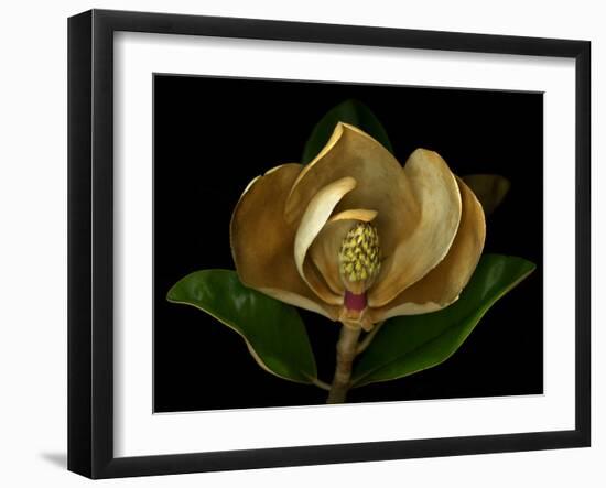 Magnolia Flower Cross Section, Studio Shot-null-Framed Photo