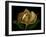 Magnolia Flower Cross Section, Studio Shot-null-Framed Photo