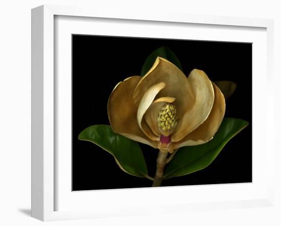 Magnolia Flower Cross Section, Studio Shot-null-Framed Photo