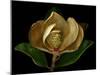 Magnolia Flower Cross Section, Studio Shot-null-Mounted Photo