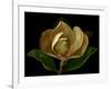 Magnolia Flower Cross Section, Studio Shot-null-Framed Photo