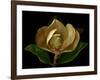 Magnolia Flower Cross Section, Studio Shot-null-Framed Photo