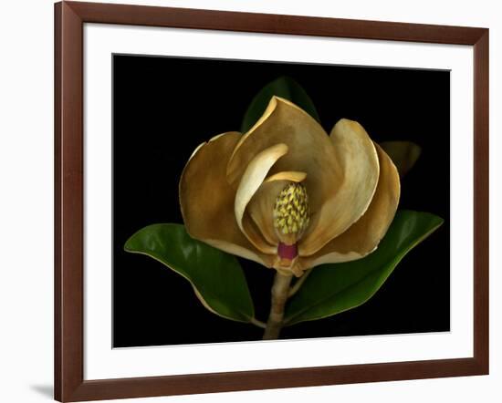 Magnolia Flower Cross Section, Studio Shot-null-Framed Photo