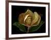 Magnolia Flower Cross Section, Studio Shot-null-Framed Photo