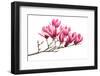 Magnolia Flower Spring Branch Isolated on White Background-kenny001-Framed Photographic Print