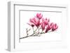 Magnolia Flower Spring Branch Isolated on White Background-kenny001-Framed Photographic Print