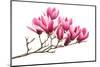 Magnolia Flower Spring Branch Isolated on White Background-kenny001-Mounted Photographic Print