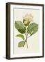 Magnolia Flowers I-Unknown-Framed Art Print