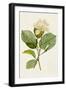 Magnolia Flowers I-Unknown-Framed Art Print