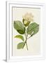 Gramercy White