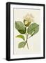 Black Frame