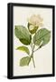 Essential Black