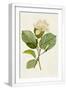 White Frame