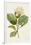 Gramercy White