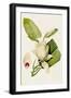 Magnolia Flowers II-Unknown-Framed Art Print