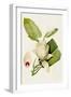 Magnolia Flowers II-Unknown-Framed Art Print