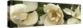 Magnolia Flowers-null-Stretched Canvas