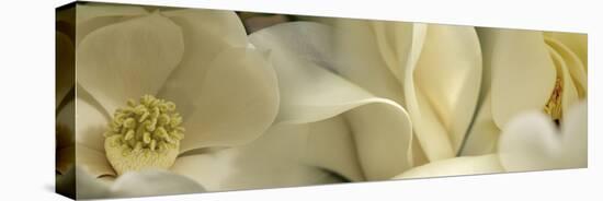 Magnolia Flowers-null-Stretched Canvas