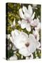 Magnolia Flowers-null-Stretched Canvas