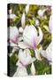 Magnolia Flowers-null-Stretched Canvas