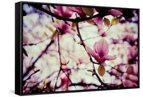Magnolia Flowers-Roxana_ro-Framed Stretched Canvas