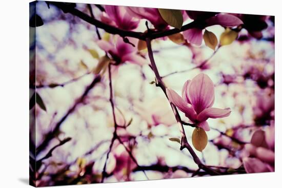 Magnolia Flowers-Roxana_ro-Stretched Canvas