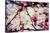 Magnolia Flowers-Roxana_ro-Stretched Canvas