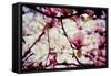 Magnolia Flowers-Roxana_ro-Framed Stretched Canvas