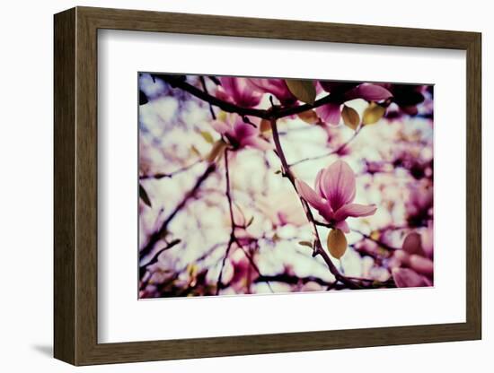 Magnolia Flowers-Roxana_ro-Framed Photographic Print