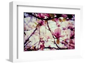 Magnolia Flowers-Roxana_ro-Framed Photographic Print