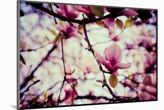 Magnolia Flowers-Roxana_ro-Mounted Photographic Print