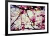 Magnolia Flowers-Roxana_ro-Framed Photographic Print