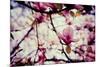 Magnolia Flowers-Roxana_ro-Mounted Photographic Print