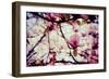 Magnolia Flowers-Roxana_ro-Framed Photographic Print