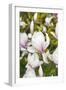 Magnolia Flowers-null-Framed Photographic Print