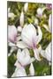 Magnolia Flowers-null-Mounted Photographic Print