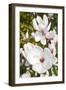 Magnolia Flowers-null-Framed Photographic Print