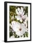 Magnolia Flowers-null-Framed Photographic Print