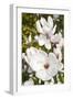 Magnolia Flowers-null-Framed Photographic Print