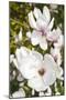 Magnolia Flowers-null-Mounted Photographic Print
