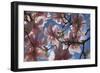 Magnolia flowers-Charles Bowman-Framed Photographic Print